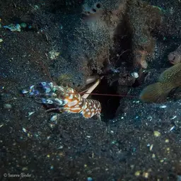 tiger pistol shrimp, photo 5