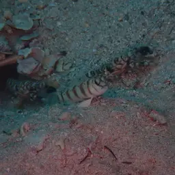 tiger pistol shrimp, photo 7