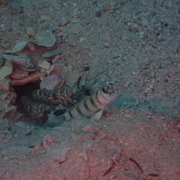tiger pistol shrimp, photo 8