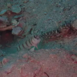 tiger pistol shrimp, photo 9