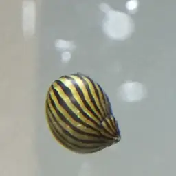 Zebra Nerite, photo 2