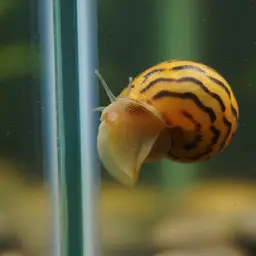 Zebra Nerite, photo 1