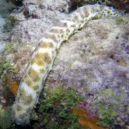 tiger tail sea cucumber, photo 1