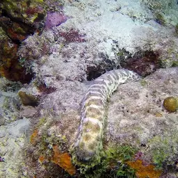 tiger tail sea cucumber, photo 2