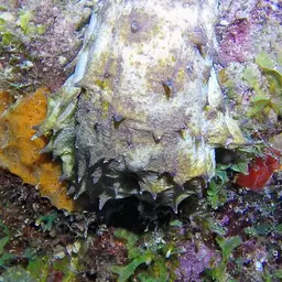tiger tail sea cucumber, photo 3