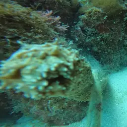 tiger tail sea cucumber, photo 4