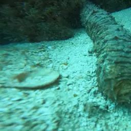 tiger tail sea cucumber, photo 5