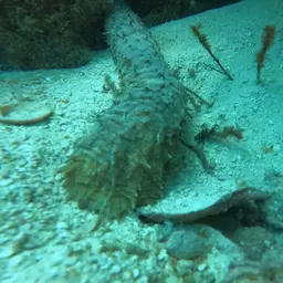 tiger tail sea cucumber, photo 6