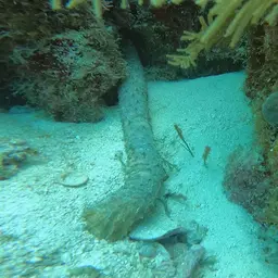 tiger tail sea cucumber, photo 7