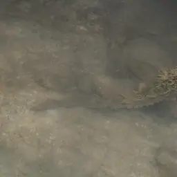 Tiger Tail Seahorse, photo 2