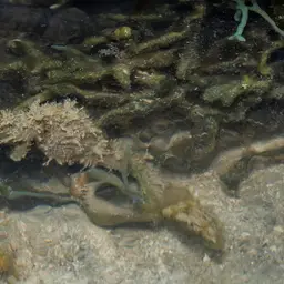 Tiger Tail Seahorse, photo 3