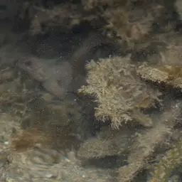 Tiger Tail Seahorse, photo 4