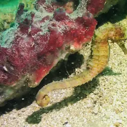 Tiger Tail Seahorse, photo 5
