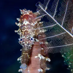 Tiger Tail Seahorse, photo 6