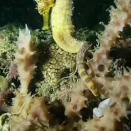 Tiger Tail Seahorse, photo 7