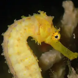 Tiger Tail Seahorse, photo 8