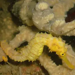 Tiger Tail Seahorse, photo 9