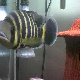 Zebra Tilapia, photo 1
