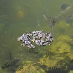 Zebra Tilapia, photo 2