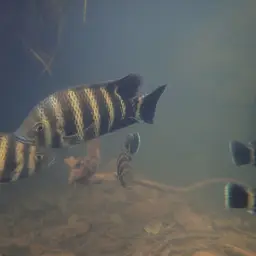 Zebra Tilapia, photo 3
