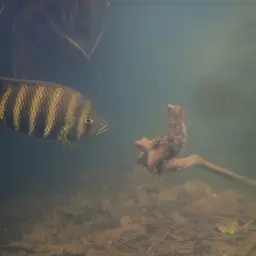 Zebra Tilapia, photo 4