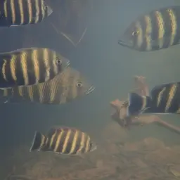 Zebra Tilapia, photo 5
