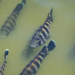 Zebra Tilapia, photo 6
