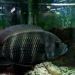 Zebra Tilapia, photo 7