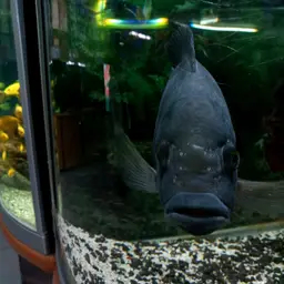 Zebra Tilapia, photo 8