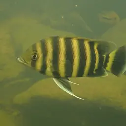 Zebra Tilapia, photo 9