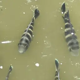 Zebra Tilapia, photo 10