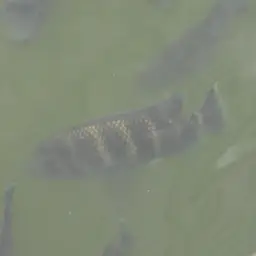 Zebra Tilapia, photo 11