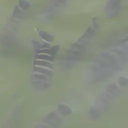 Zebra Tilapia, photo 12