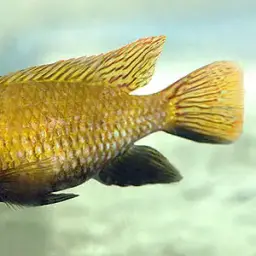 Otjikoto Tilapia, photo 1