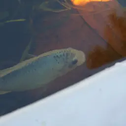 Otjikoto Tilapia, photo 2