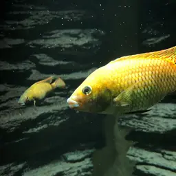 Otjikoto Tilapia, photo 3