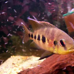 Spotted Tilapia, photo 1