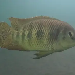 Spotted Tilapia, photo 2