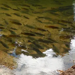 Spotted Tilapia, photo 3