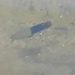 Spotted Tilapia, photo 4