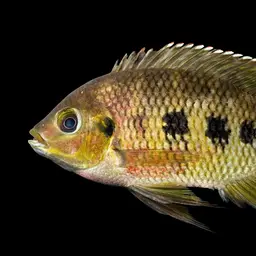 Spotted Tilapia, photo 5