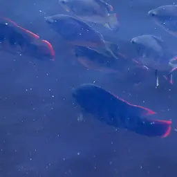 Spotted Tilapia, photo 6