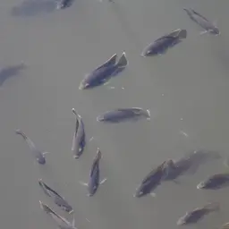 Spotted Tilapia, photo 7