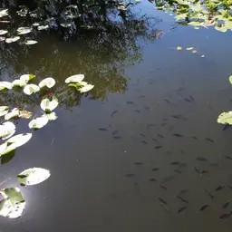 Spotted Tilapia, photo 8