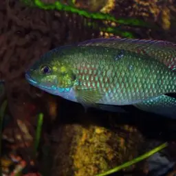 Okavango Tilapia, photo 1