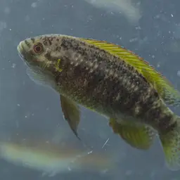 Okavango Tilapia, photo 2