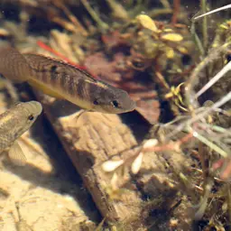 Okavango Tilapia, photo 4