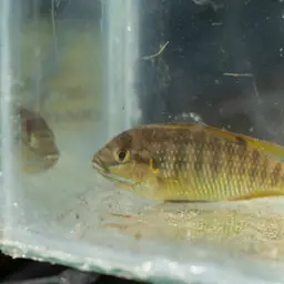 Okavango Tilapia, photo 5