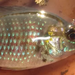 Okavango Tilapia, photo 6