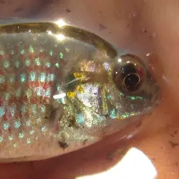 Okavango Tilapia, photo 7